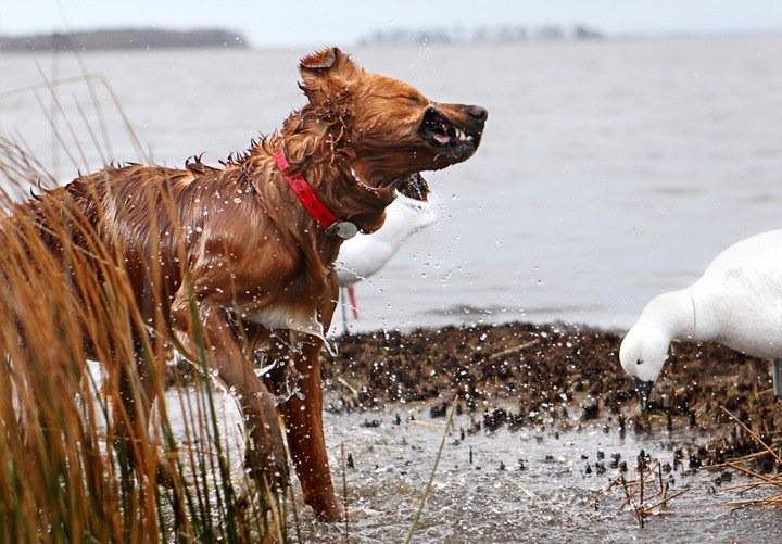 Currituck Duck Hunting 1